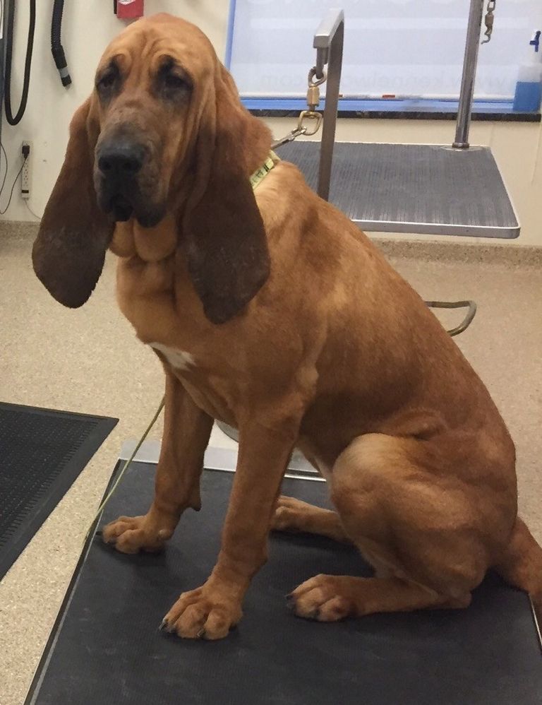 Bloodhound Puppies For Sale In Illinois