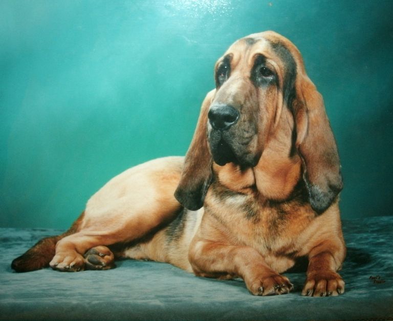 Bloodhound Puppies For Sale In Michigan