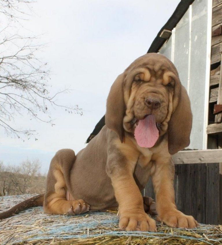 Bloodhound Puppies For Sale In Missouri