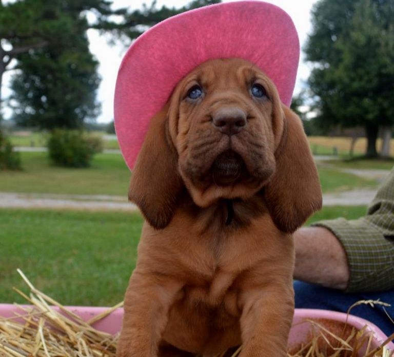Bloodhound Puppies For Sale In Nc