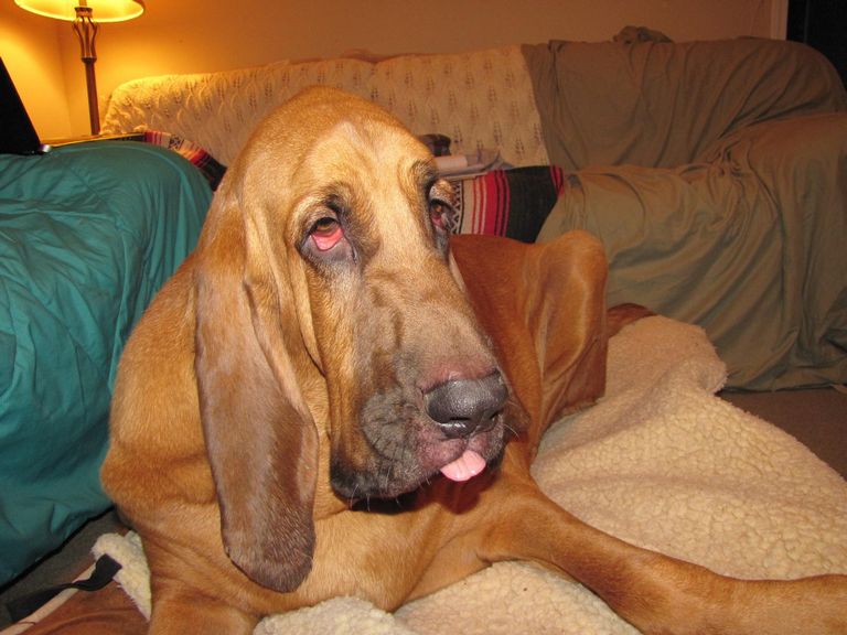 Bloodhound Puppies For Sale In Nj