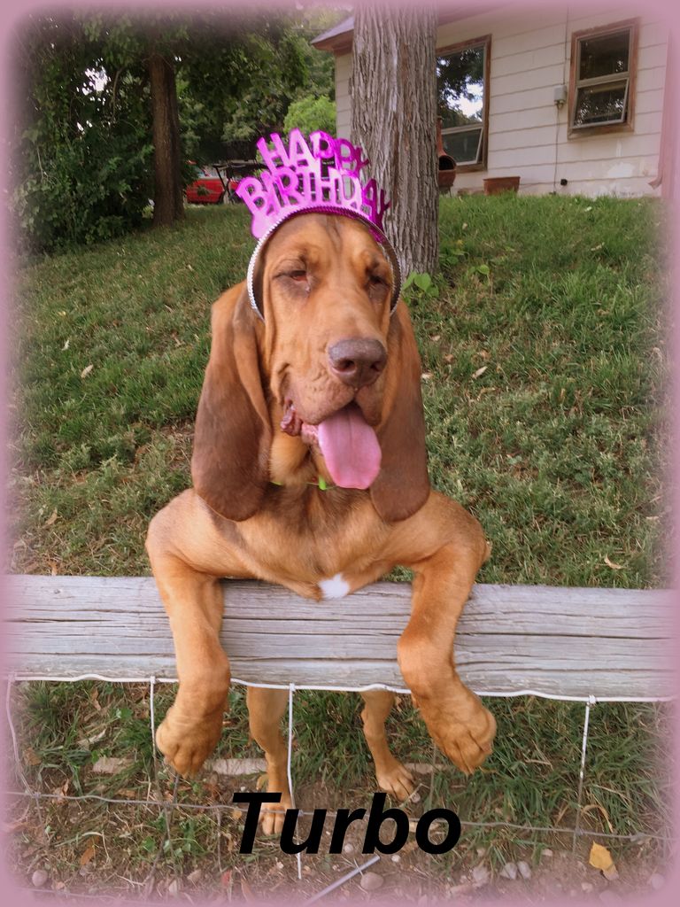 Bloodhound Puppies For Sale In Pa