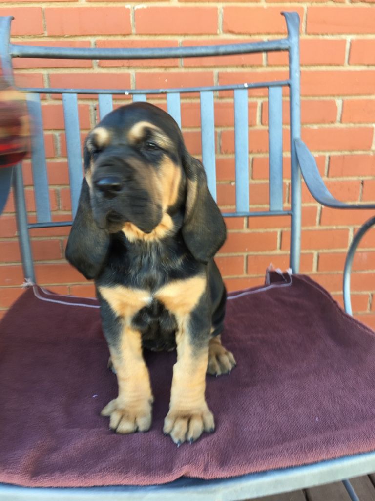 Bloodhound Puppies For Sale In Texas