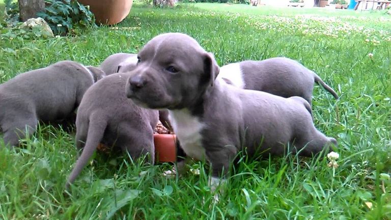 Blue American Staffordshire Terrier Puppies For Sale Near Me