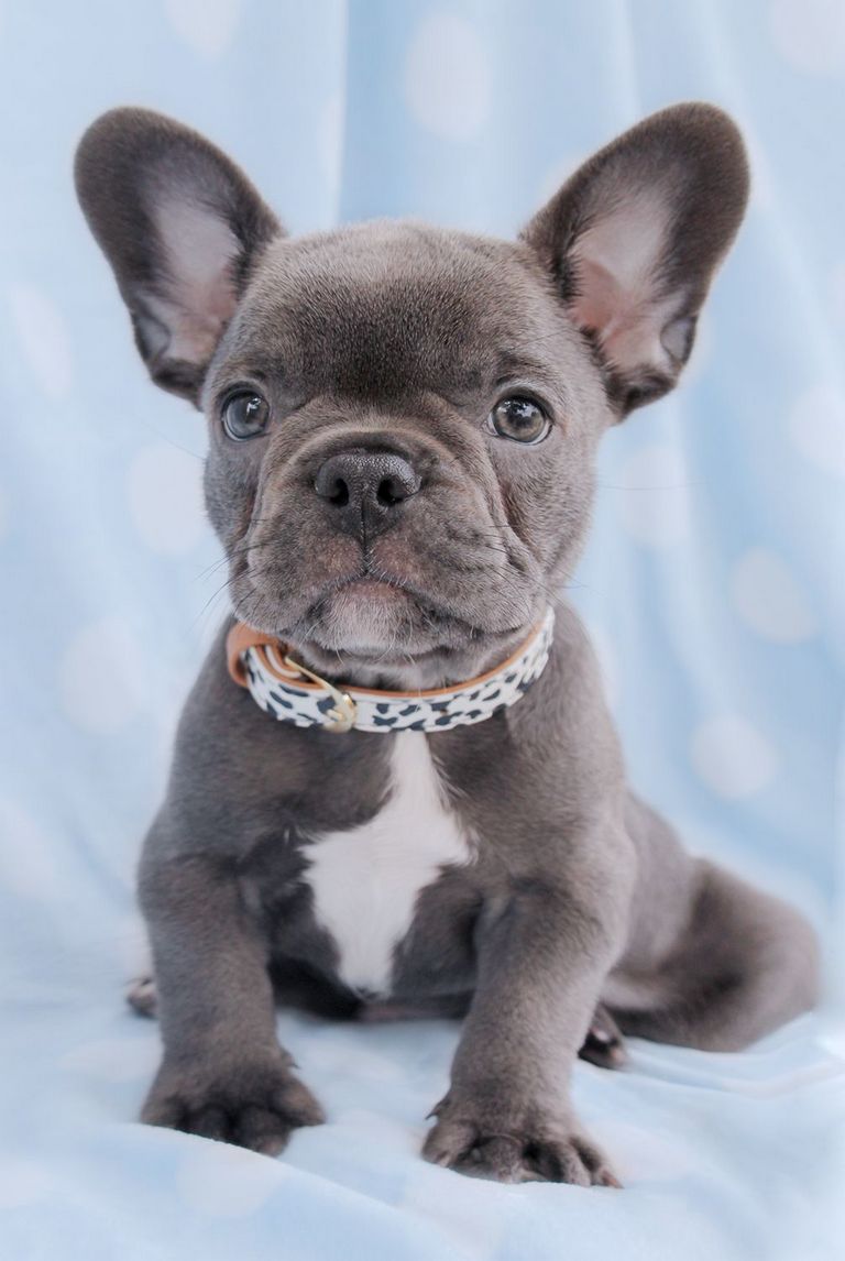 Blue And Brown French Bulldog Top Dog Information