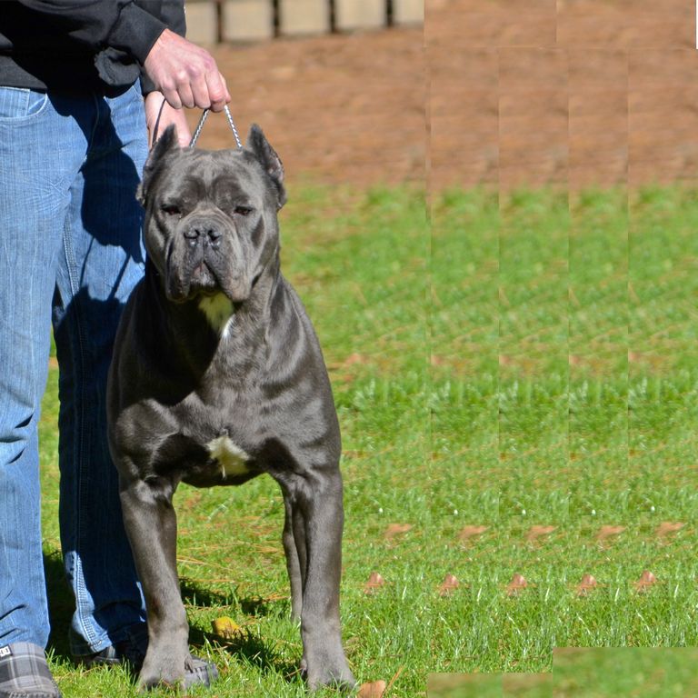 Blue Cane Corso Puppies For Sale
