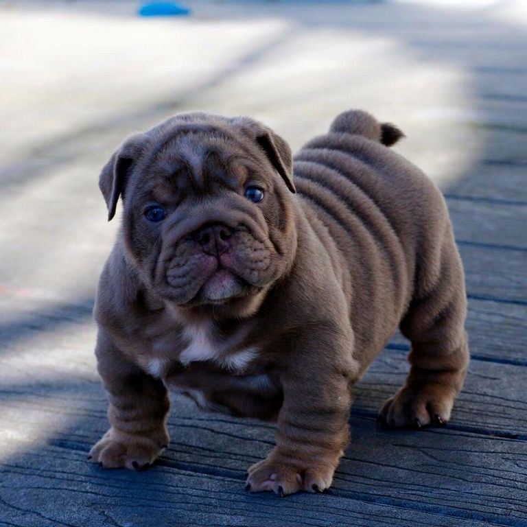 Blue Eyed English Bulldog Puppies For Sale Top Dog