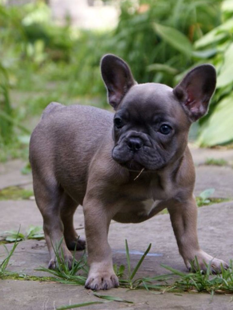 Blue Fawn French Bulldog Price Top Dog Information