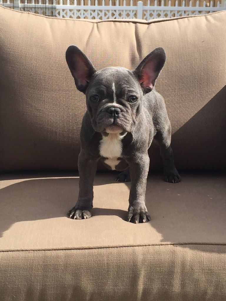 Blue French Bulldogs For Sale Near Me