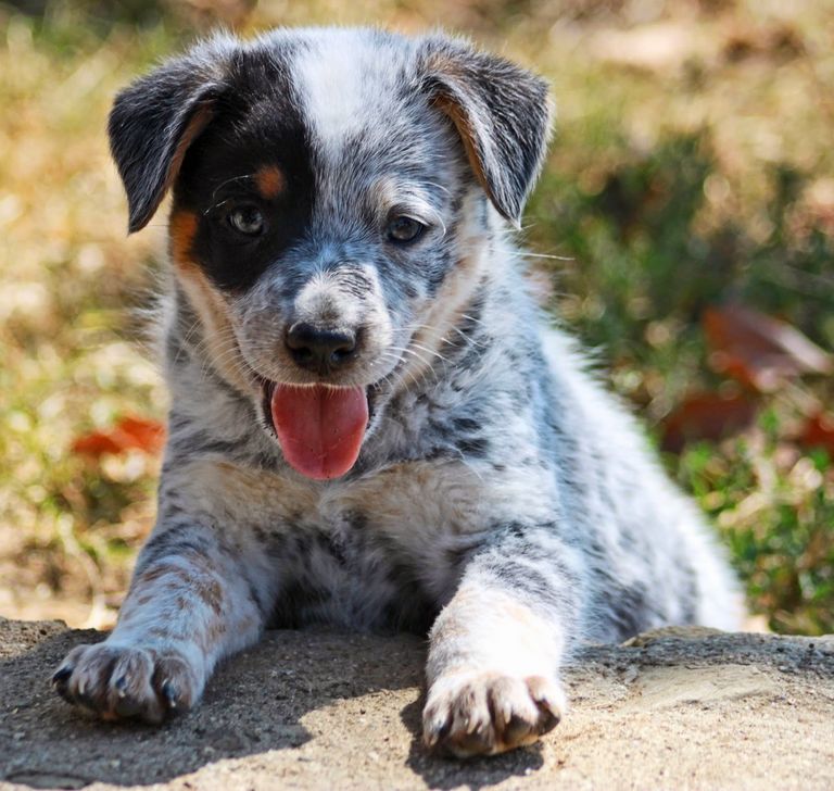 Blue Heeler Puppies For Sale California | Top Dog Information