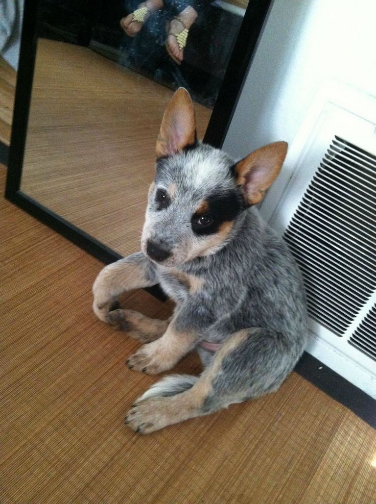 Blue Heeler Puppies For Sale In Nc