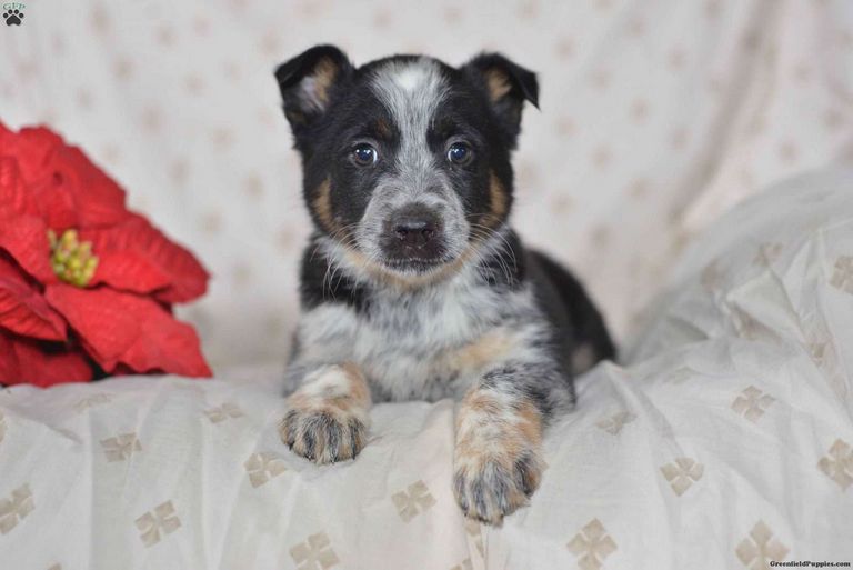 Blue Heeler Puppies For Sale In Ohio