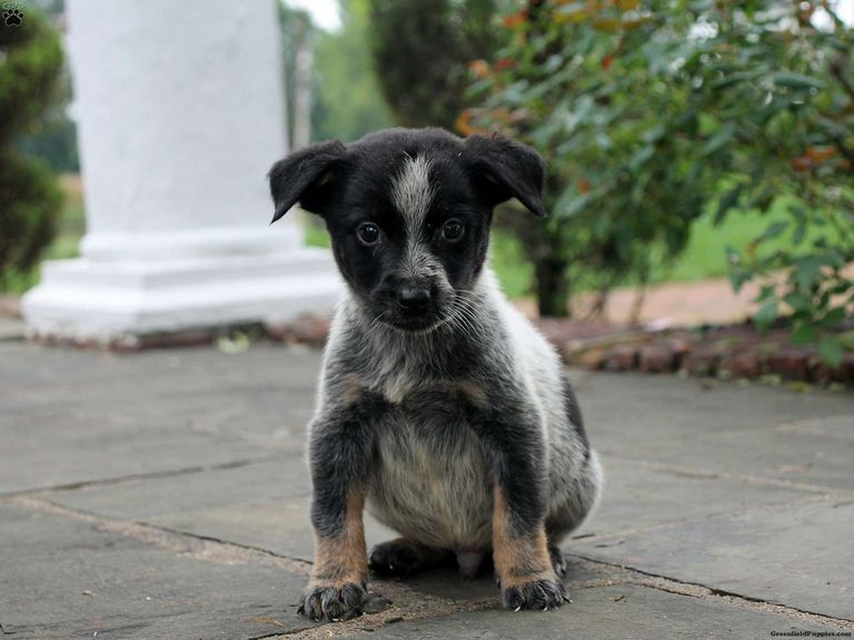 Blue Heeler Puppies For Sale In Pa