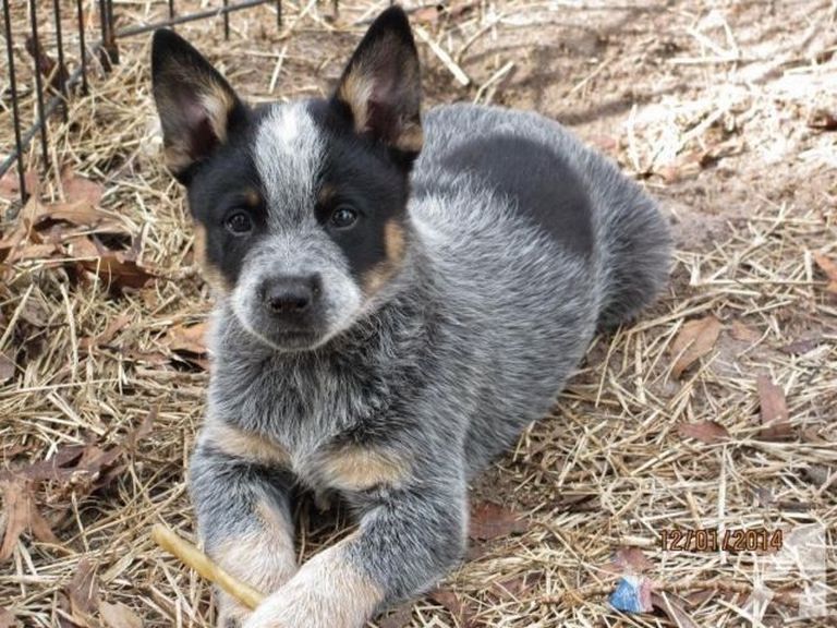 Blue Heeler Puppies For Sale In Texas