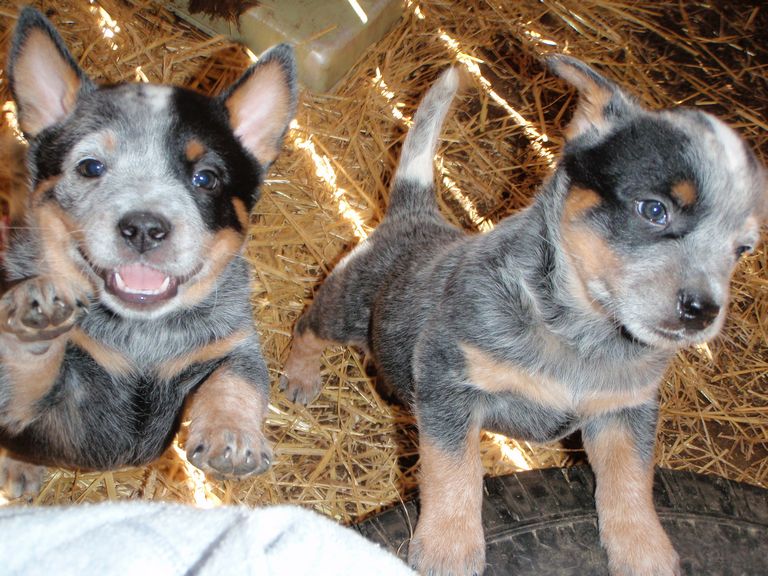 Blue Heeler Puppies For Sale Mn