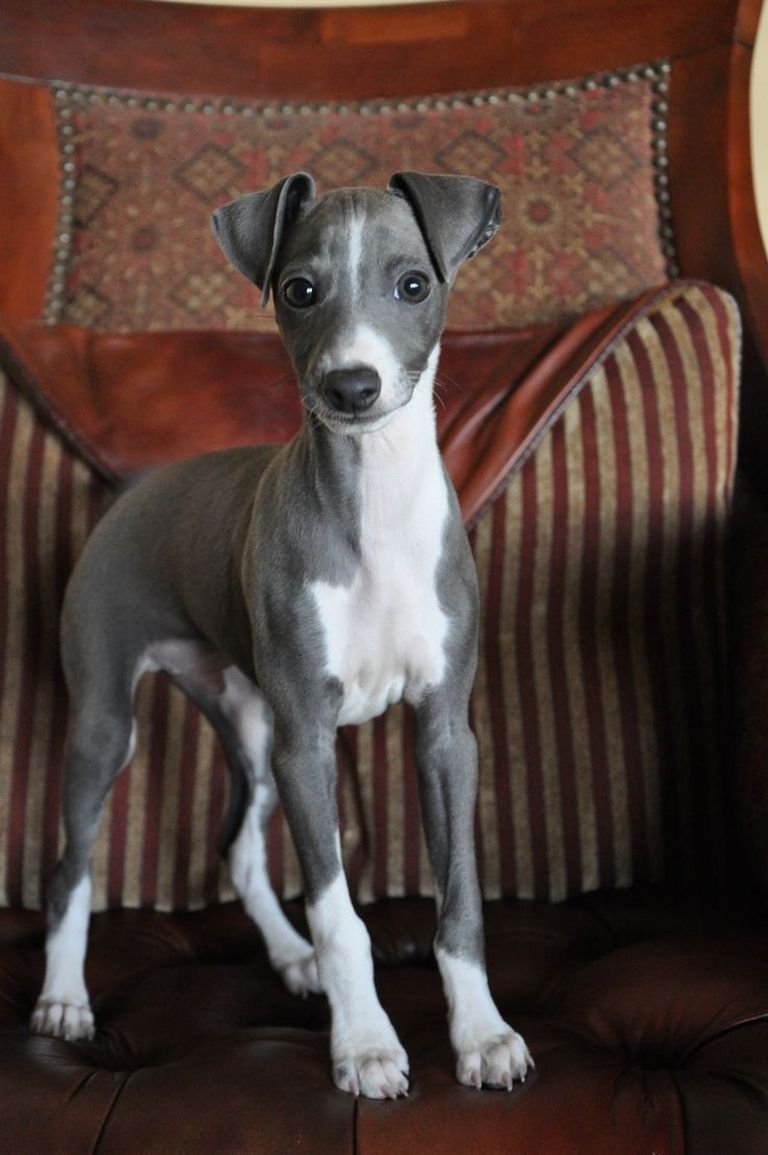 Blue Italian Greyhound Puppies For Sale