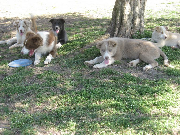 Blue Merle Border Collie Puppies For Sale In North Carolina