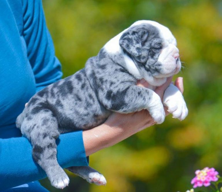 Blue Merle Bulldog Full Grown Top Dog Information