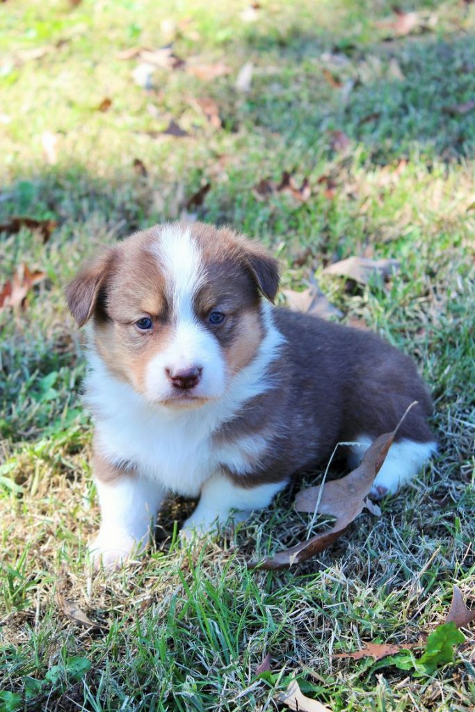 Blue Merle Corgi Puppies For Sale Arkansas