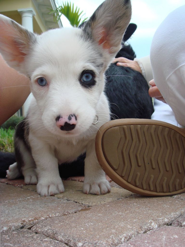 Blue Merle Corgi Puppies For Sale