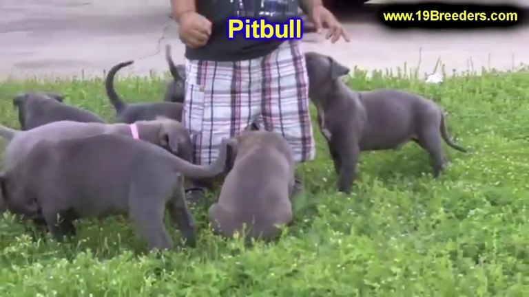 Blue Pitbull Puppies For Sale In Charlotte Nc