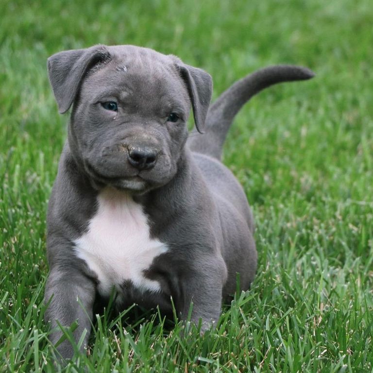 Blue Pitbull Puppy
