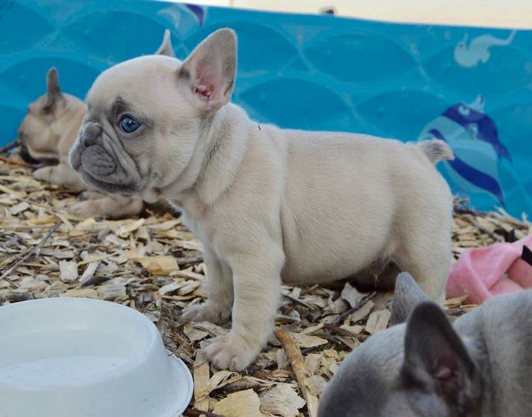 Blue Ribbon French Bulldogs For Sale