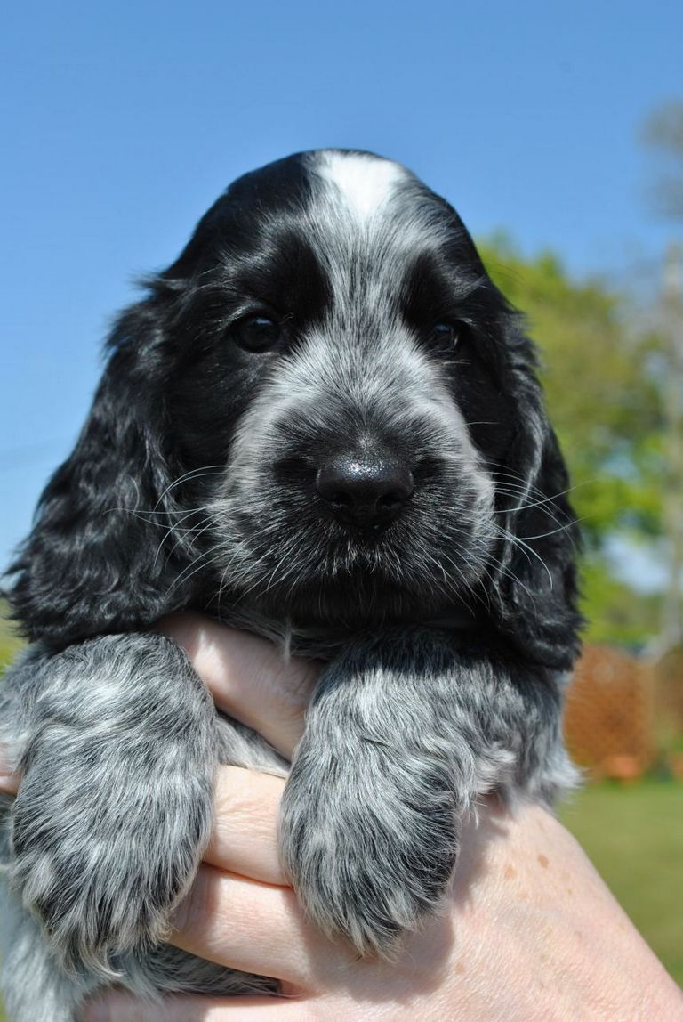 Blue Roan English Cocker Spaniel Puppies For Sale