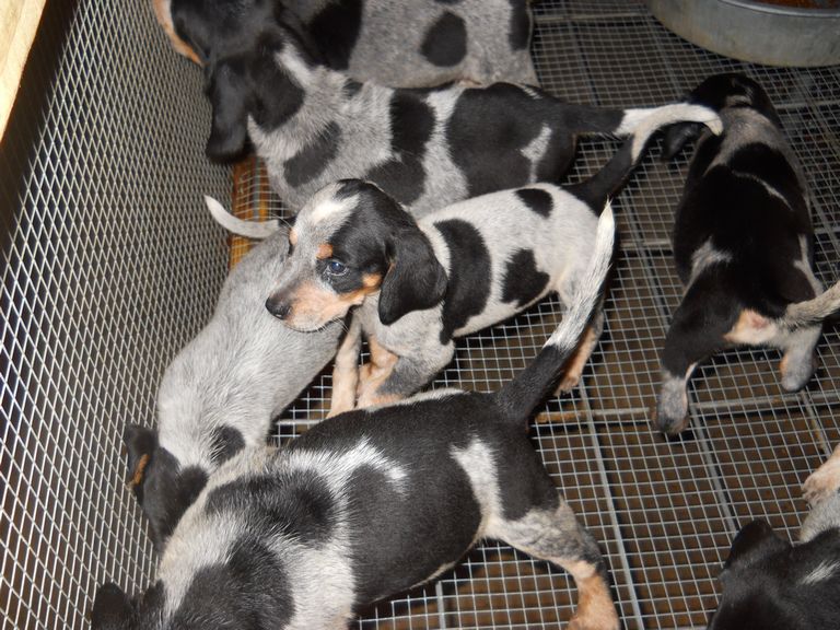 Blue Tick Beagle Puppies For Sale In Florida