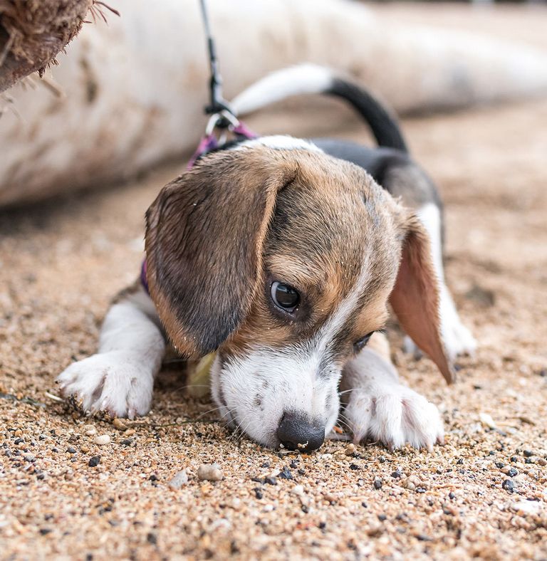 Blue Tick Beagle Rescue