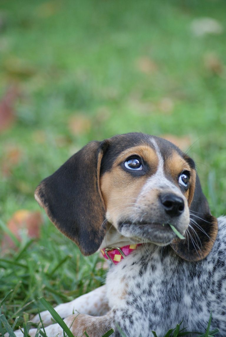 Bluetick Beagle Puppies For Sale In Nc