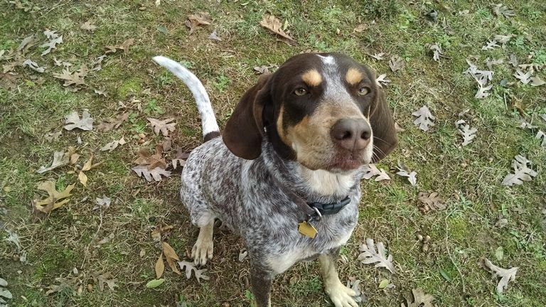 Bluetick Coonhound Puppies For Sale In Alabama | Top Dog ...