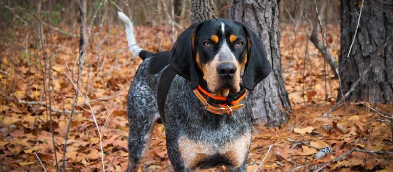 Bluetick Coonhound Puppies For Sale In Georgia