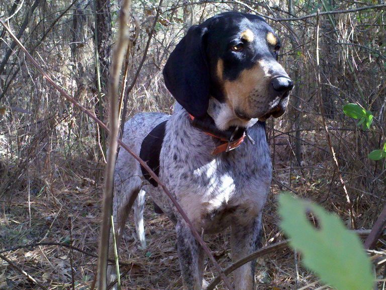 Bluetick Coonhound Puppies For Sale In Illinois