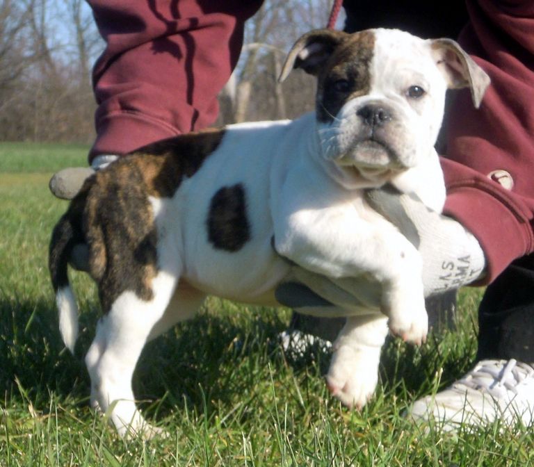 Boston Bulldog Puppies For Sale
