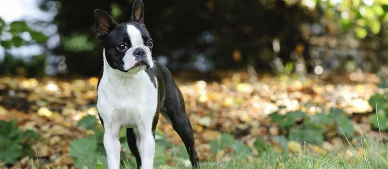 Boston Terrier For Sale Craigslist Indiana | Top Dog ...