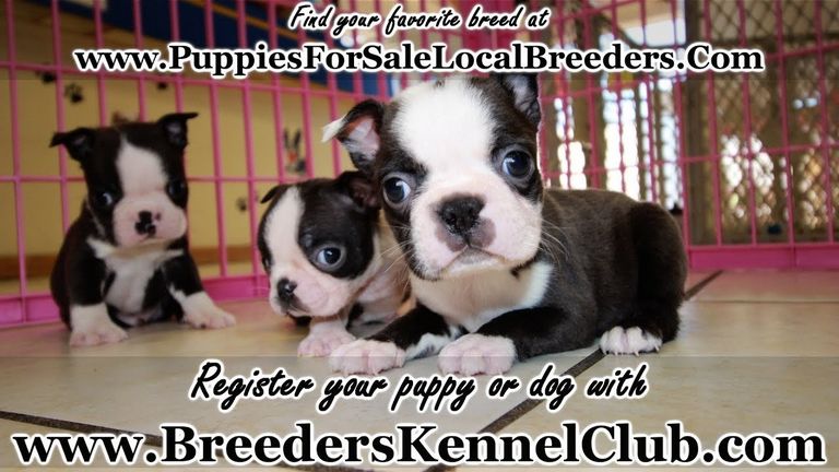Boston Terrier Puppies Augusta Ga | Top Dog Information