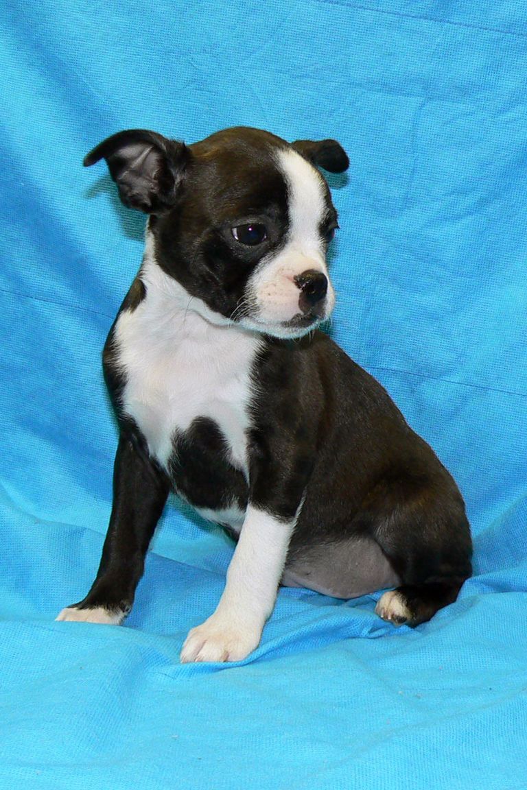 Boston Terrier Puppies For Sale In Delaware