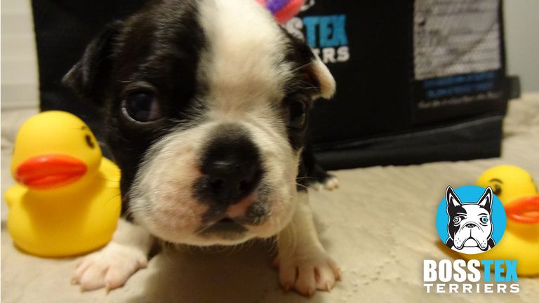 Boston Terrier Puppies For Sale In New Braunfels Tx