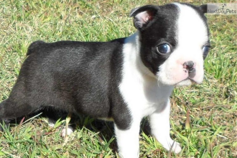 Boston Terrier Puppies For Sale In Nj