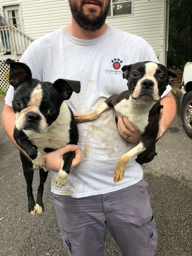 Boston Terrier Puppies For Sale In Trussville Alabama