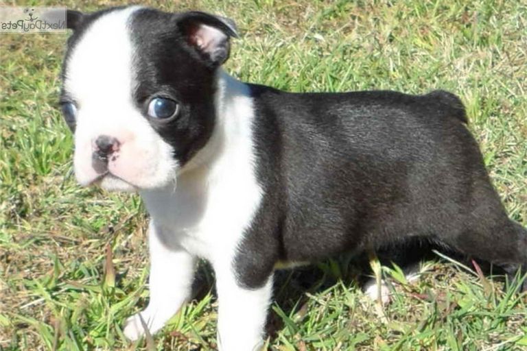 Boston Terrier Puppies Tennessee