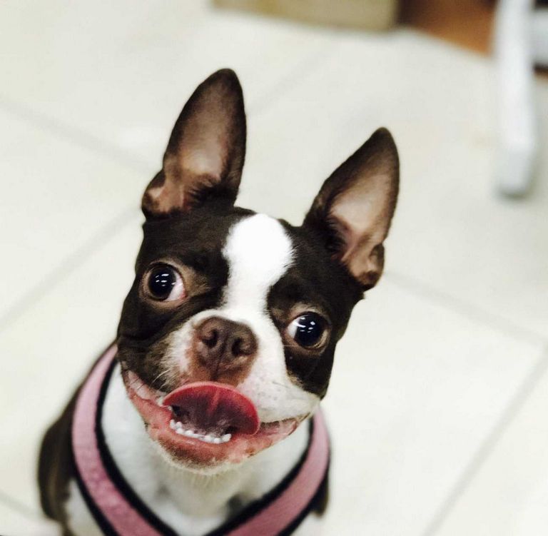Boston Terrier Puppies Up For Adoption jessicabomforddesign