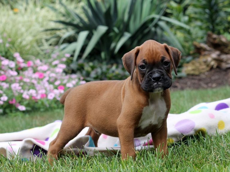 Boxer Puppies For Sale Top Dog Information
