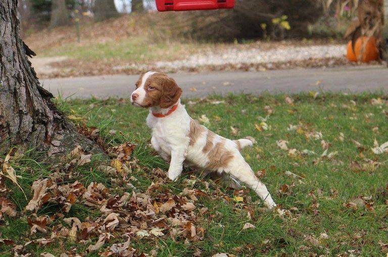 Brittany Spaniel Puppies For Adoption
