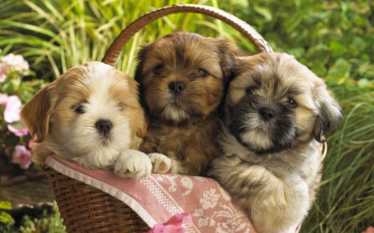 Brown Teddy Bear Puppies For Sale