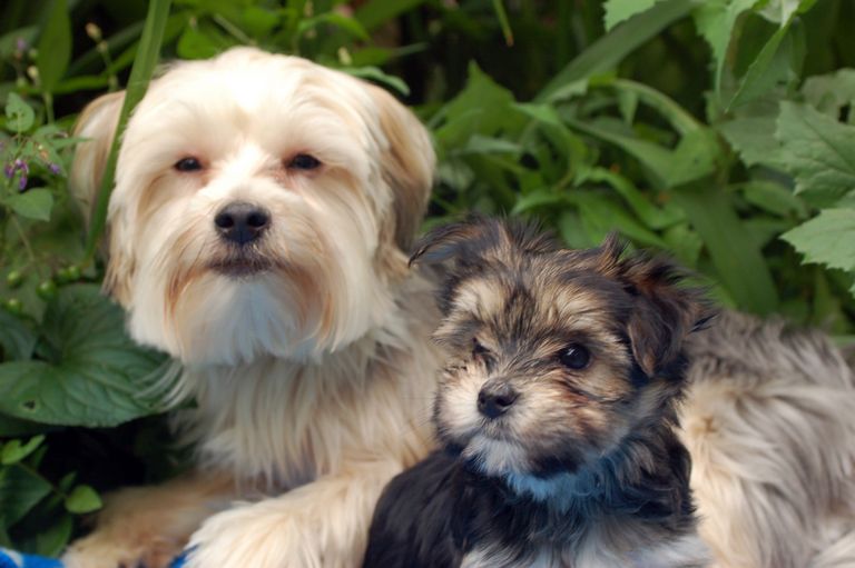 Brusselranian Puppies For Sale