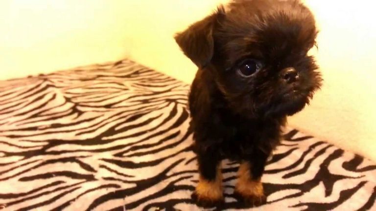 Brussels Griffon Puppies For Sale In Texas