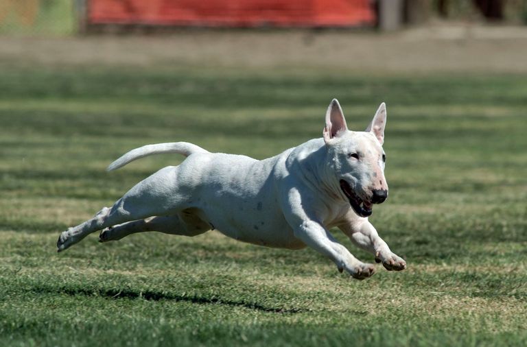 Bull Terrier Breeders Oklahoma Top Dog Information