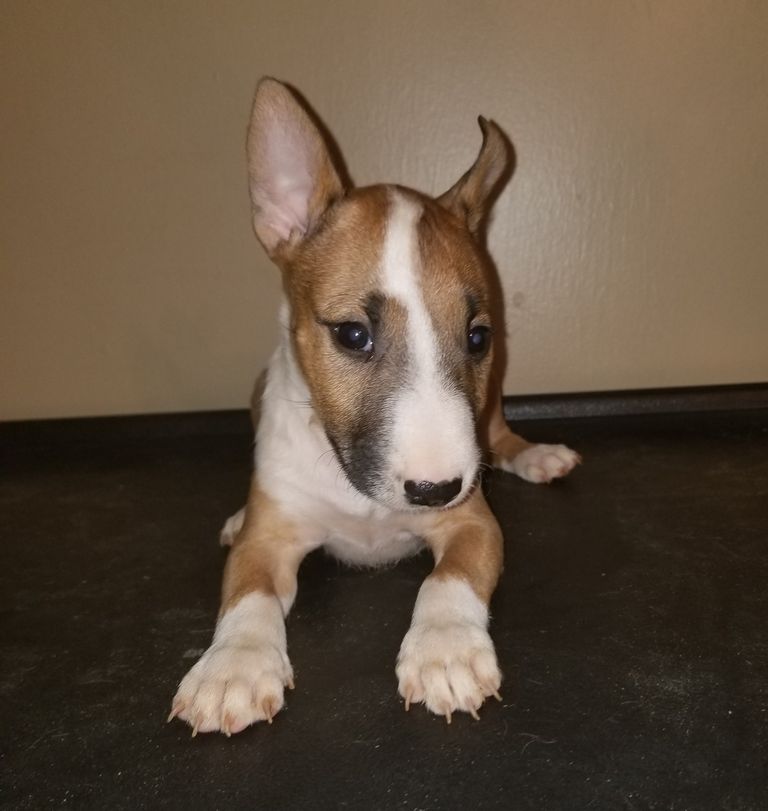 Bull Terrier Puppies Available Now